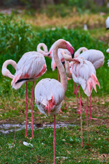 group of flamingos  