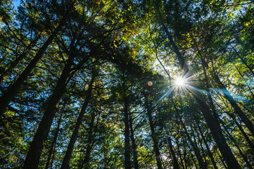 見上げた青木ヶ原樹海の空