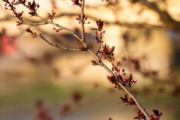 The fruits blossom in spring.