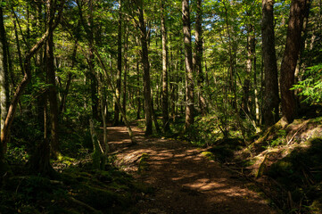 青木ヶ原樹海遊歩道