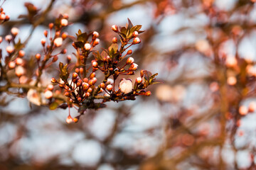 The fruits blossom in spring.
