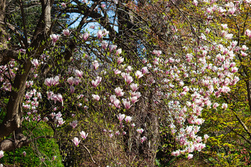 Blossoming of Magnolia Tree in Close-up. Pink flowers. Latin name Magnolia liliiflora.