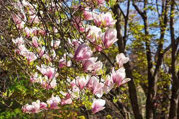 Blossoming of Magnolia Tree in Close-up. Pink flowers. Latin name Magnolia liliiflora.