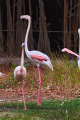 group of flamingos