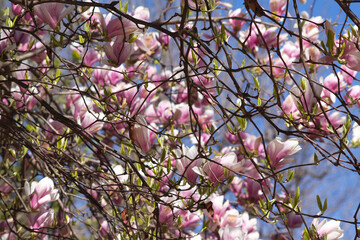 Blossoming of Magnolia Tree in Close-up. Pink flowers. Latin name Magnolia liliiflora.