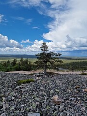 tree on Lapland's hill