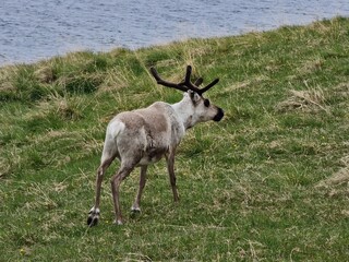 Reindeer on the meadow