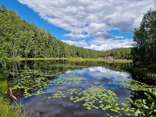 lake in the forest, calming view,