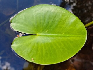 water lily leaf