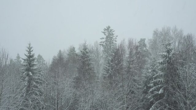 Coniferous Forest In Snowfall - Winter Mountain Landscape - static
