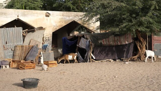 Goats and Cat in Front of Building in Poor African Village