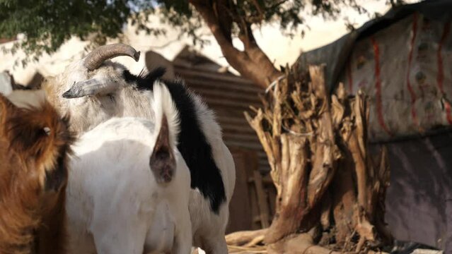 Close Up of African Male Goat, Domestic Animals in Village on Sunny Day