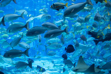 underwater world. beautiful shoal of sea fish