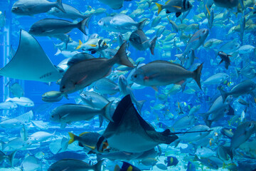 underwater world. beautiful shoal of sea fish