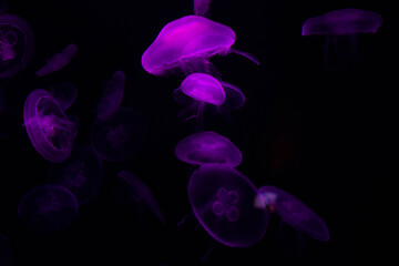 jellyfish on a black background