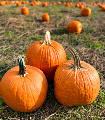 pumpkins on the grass