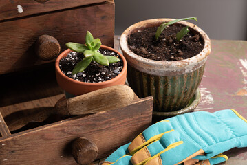 Repotting house plants.  Two freshly repotted plants with tools on a wooden bench.