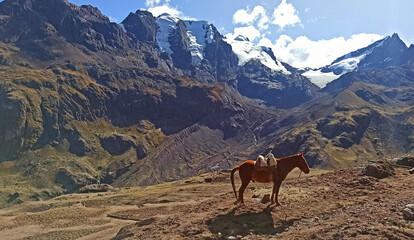Small mountain horse and snowy range near Rainbow Mountain  in Vinicunca, Cusco Region, Peru.