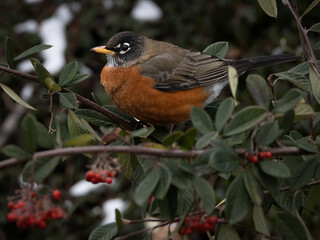Isolated Robin, puffing feathers up to fight the cold, eating red berries off winter bush when snow covers the ground.