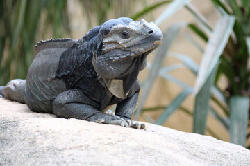 iguana in a zoo in singapore
