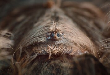 Tliltocatl albopilosus Nicaragua female close up
