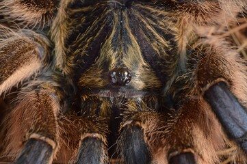 Harpactira pulchripes adult female