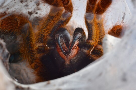 Pterinochilus murinus usambara defence