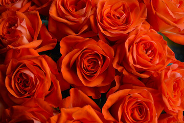 Bouquet of bright orange roses