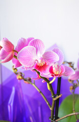 Close up of purple orchid.
Purple flower orchid, Orchid on white background. Selective focus. There is a place for your text.
