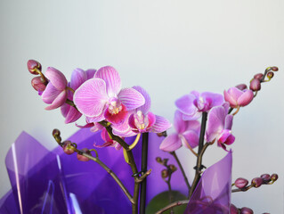 Close up of purple orchid.
Purple flower orchid. Orchid on white background. Selective focus. There is a place for your text.