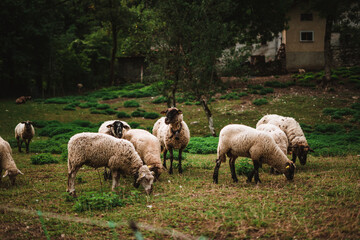 Naklejka premium Sheeps in the Alps on a farm