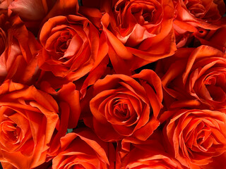 Bouquet of bright orange roses. detail