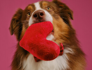 Australian Shepherd dog holds soft toy in shape of heart in mouth. Gift for wedding, anniversary or birthday. Concept of Valentine's Day. Postcard with pet on pink background.