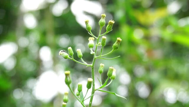 Close up footage of some plants