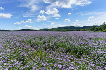 lot of purple wildflowers with cloudy sky