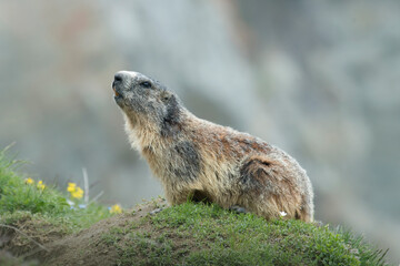 Alpine fluffy marmot (Marmota marmota) posing on the mossy ground looking up with a nice expression, Piedmont Alps, Italy.