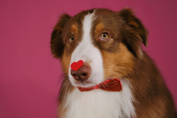 Australian Shepherd dog wears bow tie and has red heart on nose. Congratulations for wedding, anniversary or birthday. Concept of Valentine's Day. Postcard with pet on a pink background.