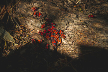 Red bug. Accumulation of soldier bugs. Red beetles in sun.