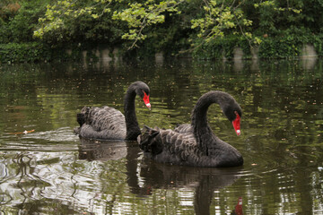Pareja de cisnes negros en un lago en la naturaleza.