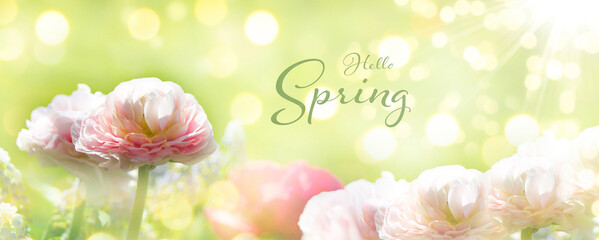 Beautiful spring flower background banner - hello spring text - season greeting card, panorama, header © S.H.exclusiv