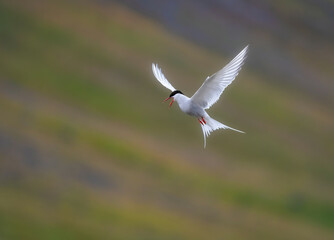 Arctic Tern