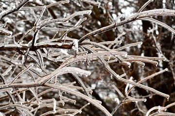 Frozen tree branches