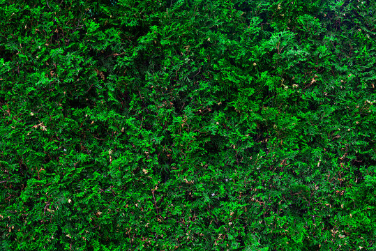 Thuja bush as an abstract background for the whole frame. © Denis Rozhnovsky