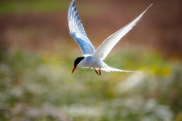 Arctic Tern