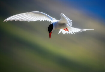 Arctic Tern