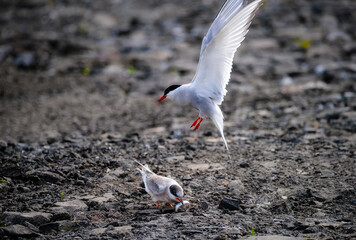 Arctic Tern with Chick