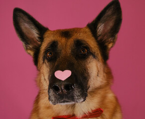 German Shepherd dog wears bow tie and has red heart on nose. Congratulations for wedding, anniversary or birthday. Concept of Valentine's Day. Postcard with pet on a pink background.