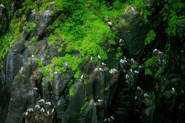 Seagulls on cliffs