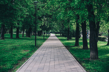 path in the park in summer. green leaves