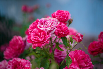 Pink roses. Bouquet of flowers on a blue background.